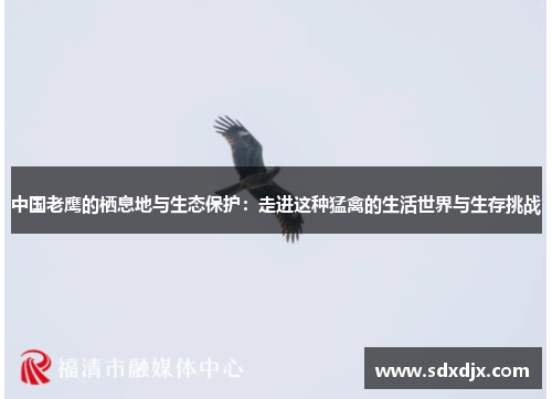 中国老鹰的栖息地与生态保护：走进这种猛禽的生活世界与生存挑战